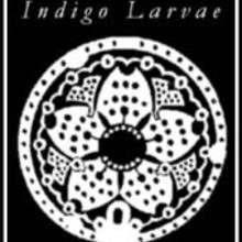 Indigo Larvae